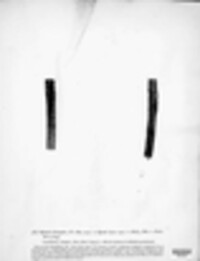 Camarosporidiella elongata image